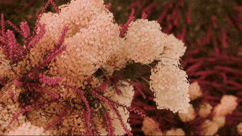 FLEUR 1
